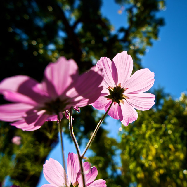 Backlit.jpg