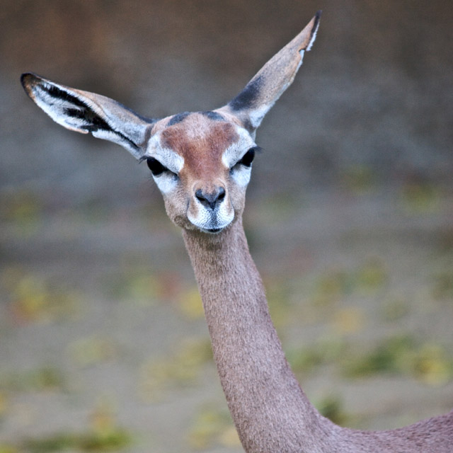 Gerenuk.jpg