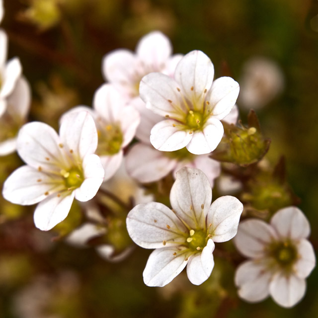 Saxifrage.jpg